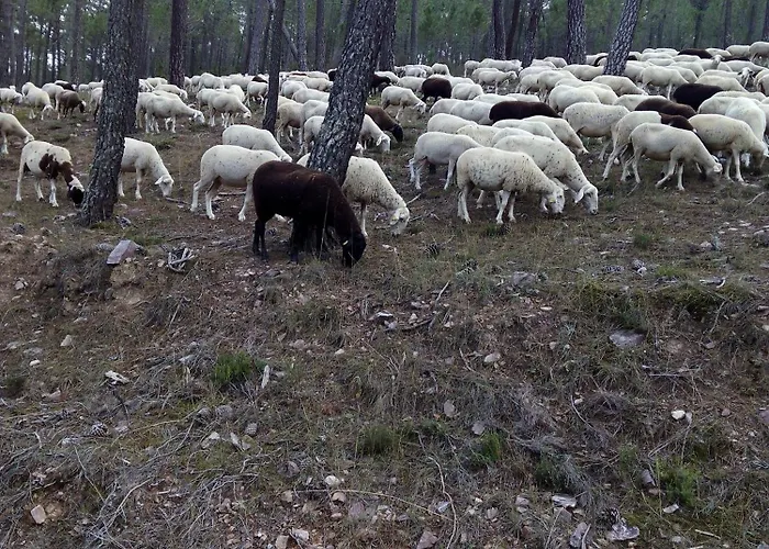 En Romari Casa de Campo